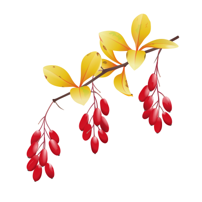 berberis