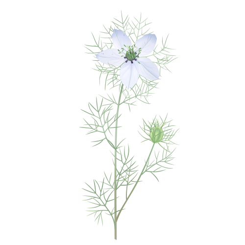 nigella