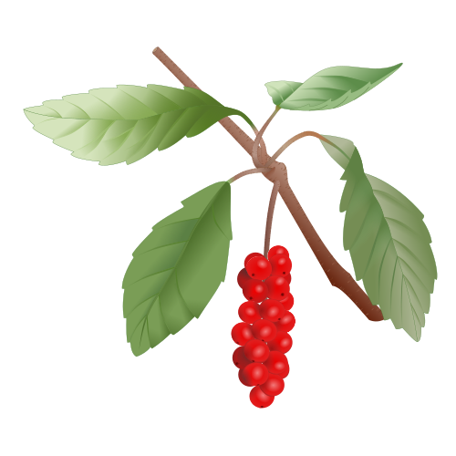 schisandra