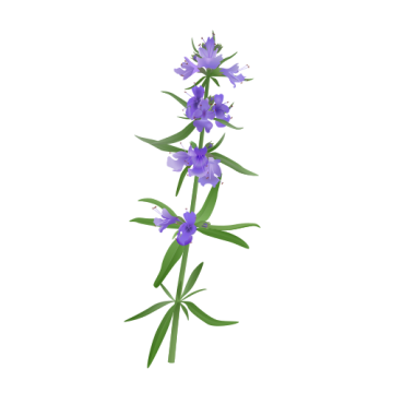 hyssop1