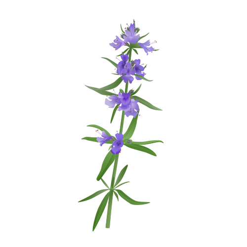 hyssop1