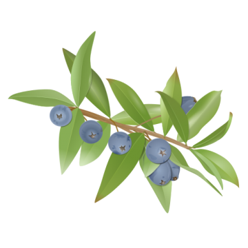 myrtus1