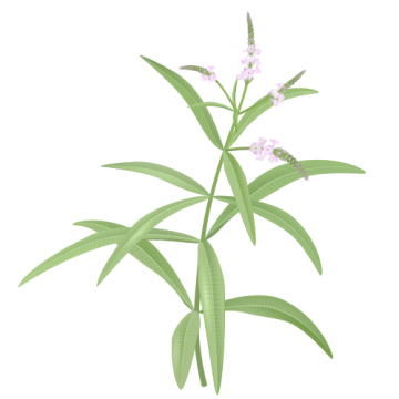 verbena2