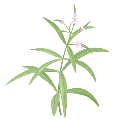 verbena2